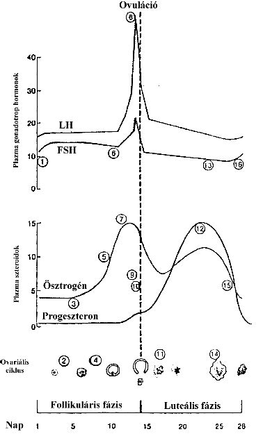 Grafikon a hormonális változásokról a menopauza alatt