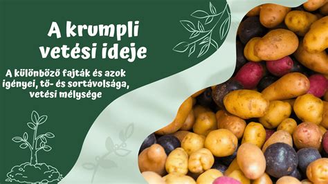 Különböző kukoricafajták és azok felhasználása