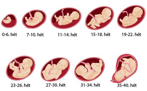 A magzat fejlődése az anyaméhben