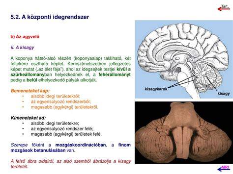 A haspuffadást szemléltető anatómiai ábra