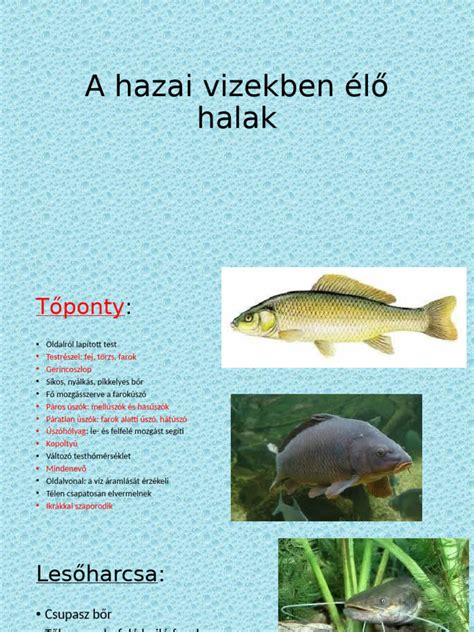 Halak és higanytartalmuk