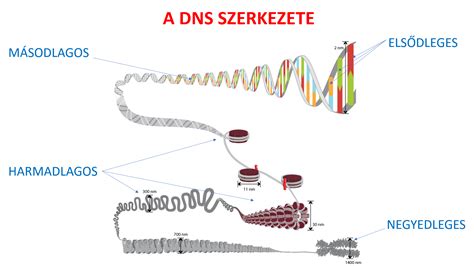 DNS szerkezetének és kromoszómák szemléltetése