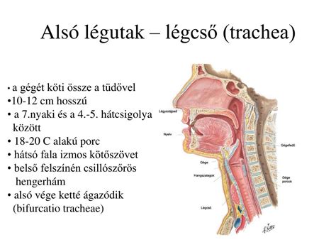Légutak anatómiája nyákos köhögéssel