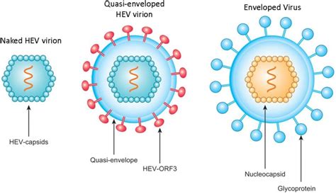 Hepatitis A vírus szerkezete és terjedési módjai