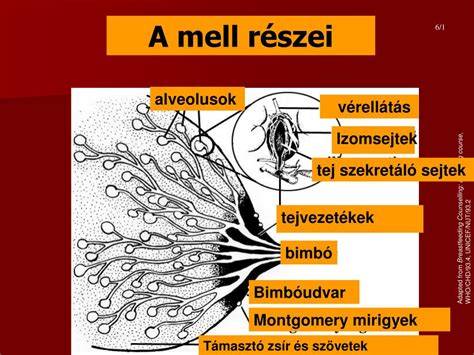 A női mell anatómiája