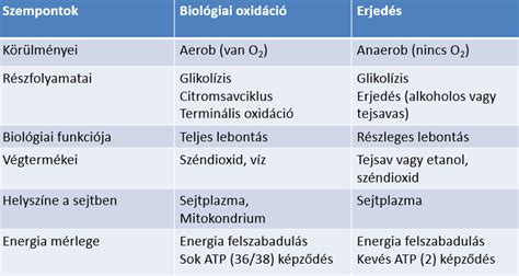 A bilirubin anyagcsere folyamata