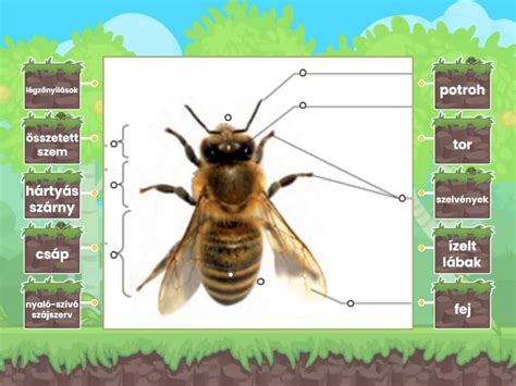 diagram a méh szerkezetéről