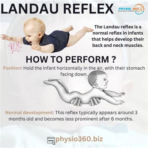 Landau-reflex szemléltetése