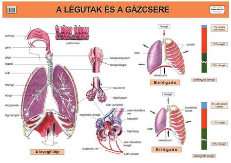 illusztráció a légutak és a nyelőcső anatómiai kapcsolatáról