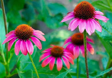 Kasvirág (Echinacea) gyűjtése és felhasználása