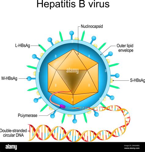 Hepatitis A vírus mikroszkóppal