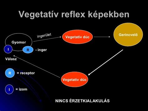 reflexek működése táplálás közben