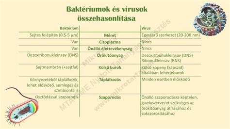 Baktériumok és gombák mikroszkóppal