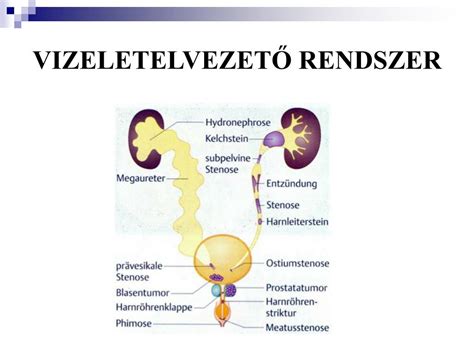 Anatómia ábra a húgyhólyag és húgycső viszonyáról