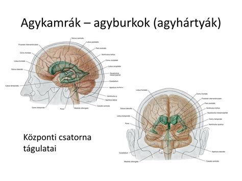 Az agyhártyák felépítése