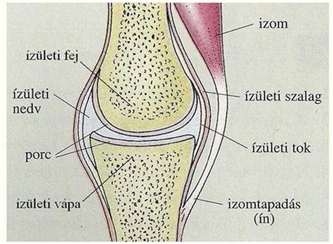 Izületek és szalagok anatómiája terhesség alatt