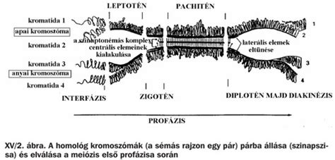 Kromoszómák ábrája