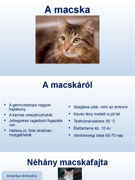 A macska vemhességi naptára