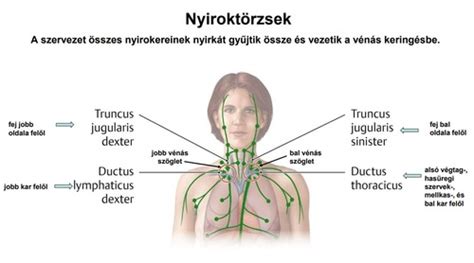 A nyirokrendszer sematikus ábrája a főbb nyirokcsomó-csoportokkal