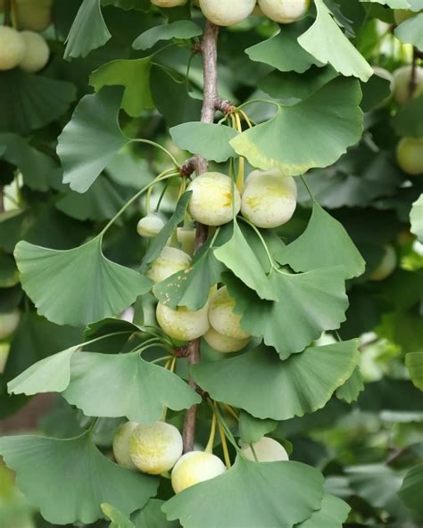 Ginkgo biloba fa levelei és magjai
