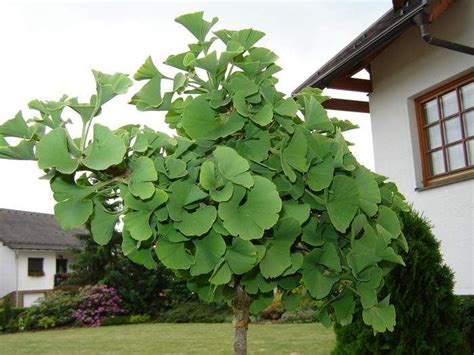 Ginkgo biloba fa Hirosimában az atombomba robbanása után
