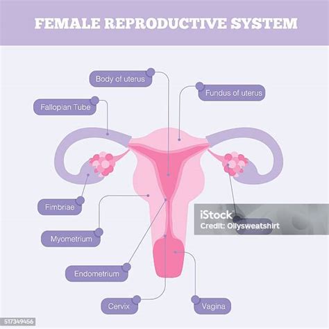 Női reproduktív rendszer illusztrációja