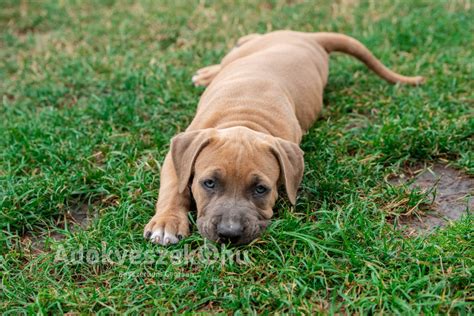 Amerikai Staffordshire Terrier kölyök