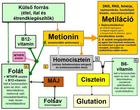 Homocisztein-anyagcsere és folsav