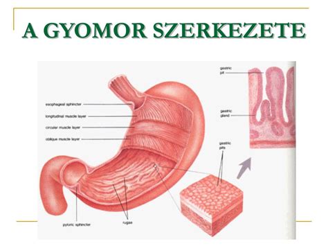 A gyomor és nyelőcső szerkezete csecsemőknél