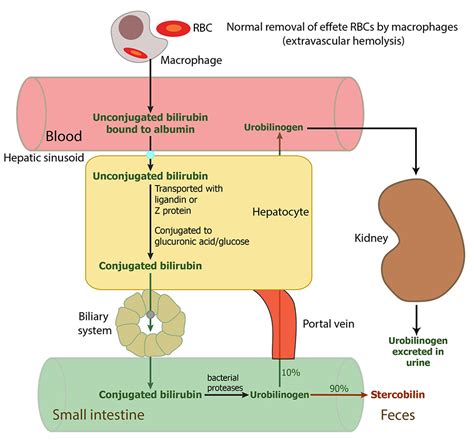 Bilirubin anyagcsere újszülötteknél