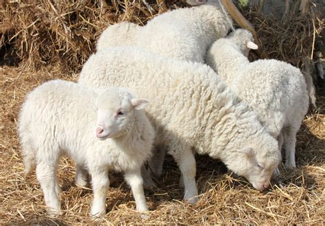 Újszülött bárányok.