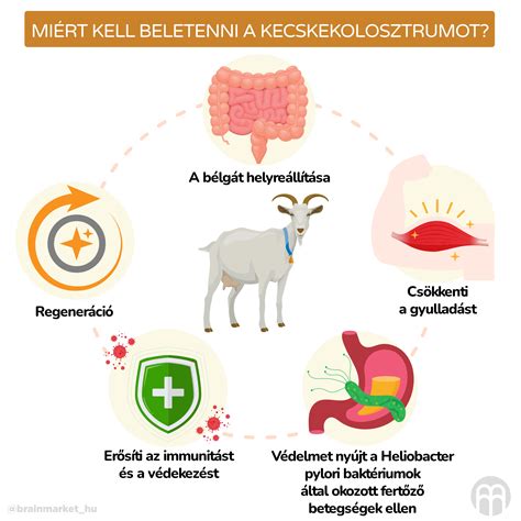 Diagram az újszülött bárányok kolosztrum szükségletéről