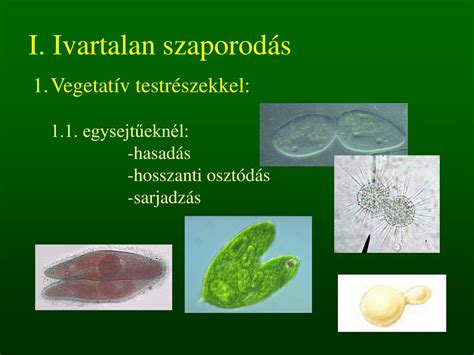 Az ivaros szaporodás folyamata és a genetikai változatosság növekedése