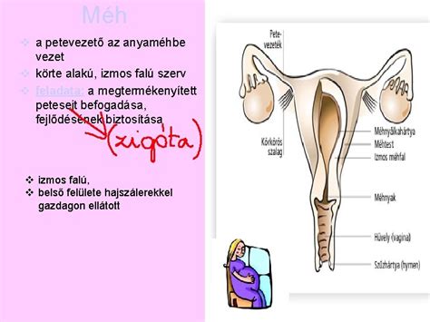A petevezető és a méh anatómiai felépítése
