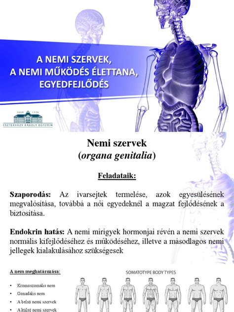 Nemi szervek fejlődése a magzatban