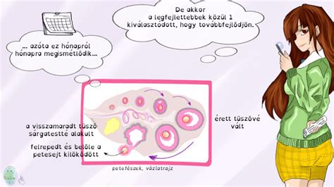 A petesejt fejlődése és az ovuláció