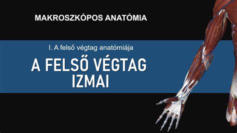 A farizom anatómiáját bemutató ábra