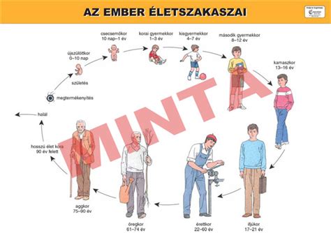 Az emberi fejlődés szakaszai