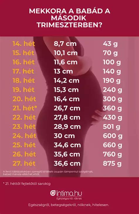 Infografika a magzat fejlődéséről a második trimeszterben