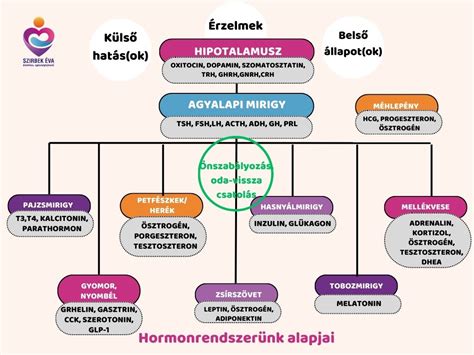 Hormonális ciklus ábrázolása