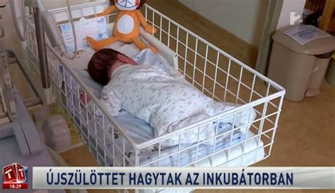 Újszülött oszály