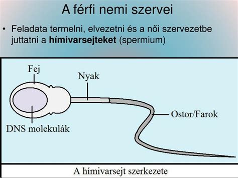 A hímivarsejt részei és felépítése