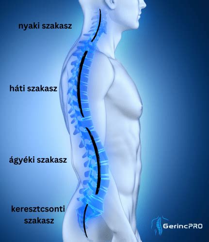 A gerinc görbületei terhesség alatt