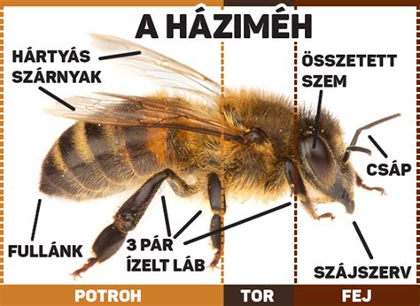 A méh regenerációjának folyamata