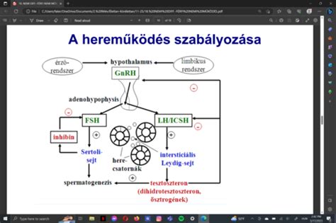 A tejtermelés hormonális szabályozása