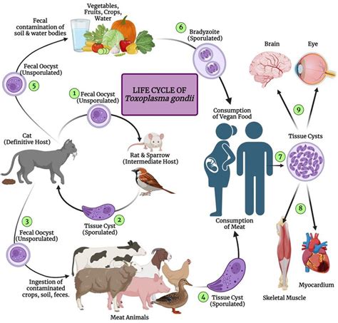Toxoplasma gondii életciklusa
