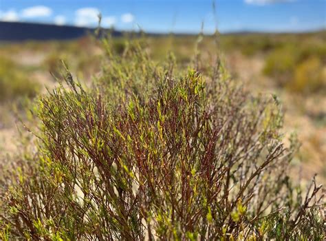 Rooibos növény és tea