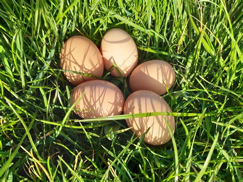 nyers húsok és tojás