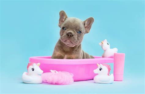 Francia bulldog kölyök egy etetőtál előtt, játékosan nézve a kamerába