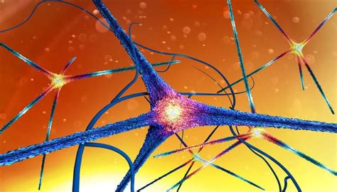 A csecsemő agyának fejlődését és a szinapszisok képződését szemléltető ábra